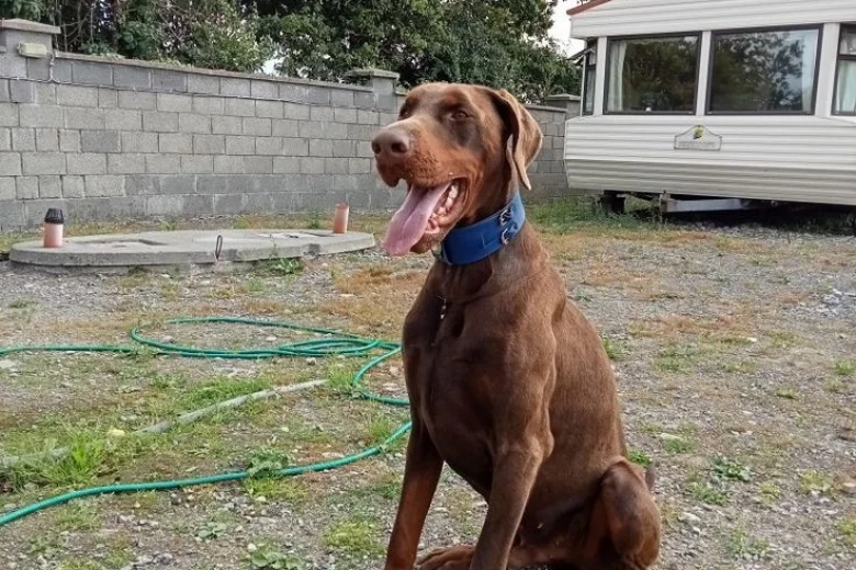 Doberman