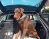 Doberman
