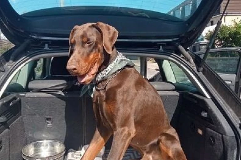 Doberman