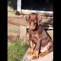 Doberman