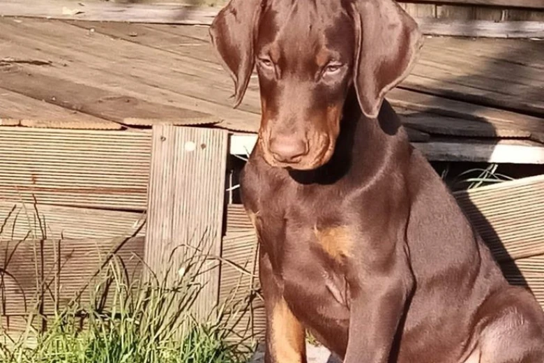 Doberman