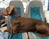 Doberman