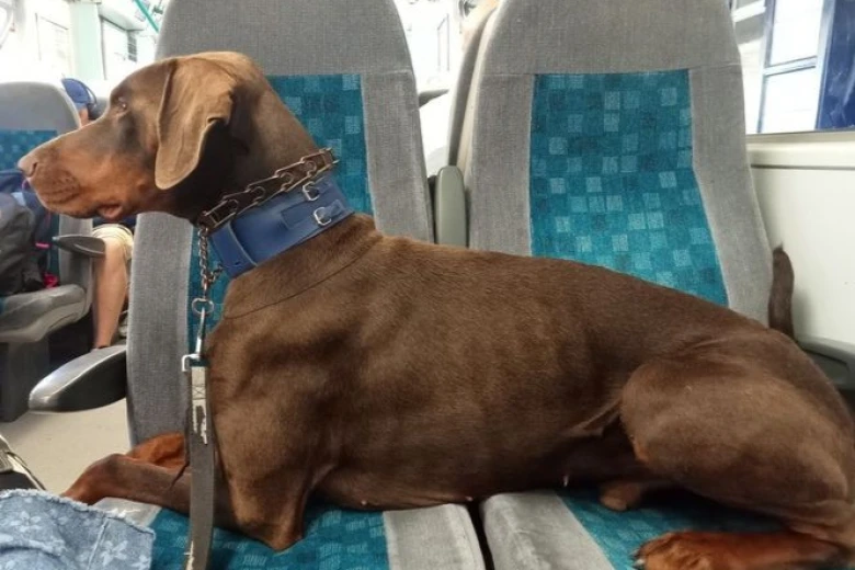Doberman