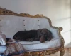 Doberman