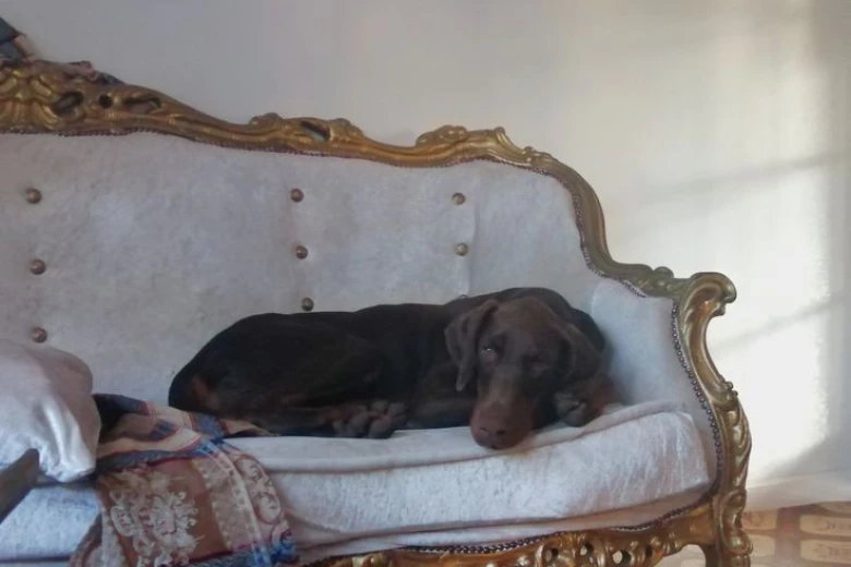 Doberman