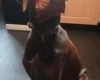 Doberman