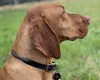 Hungarian Vizsla