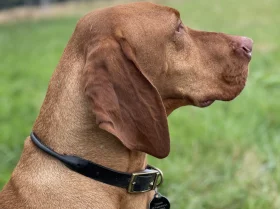 Hungarian Vizsla
