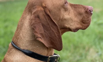 Hungarian Vizsla