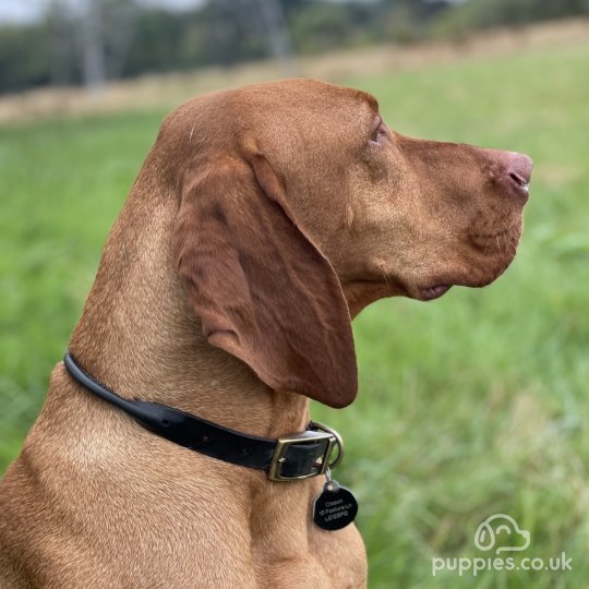 Hungarian Vizsla