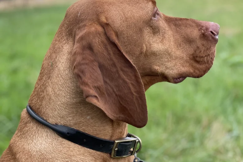 Hungarian Vizsla