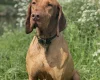 Hungarian Vizsla