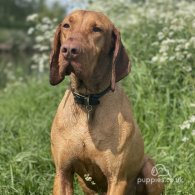 Hungarian Vizsla