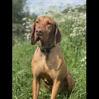 Hungarian Vizsla