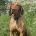Hungarian Vizsla
