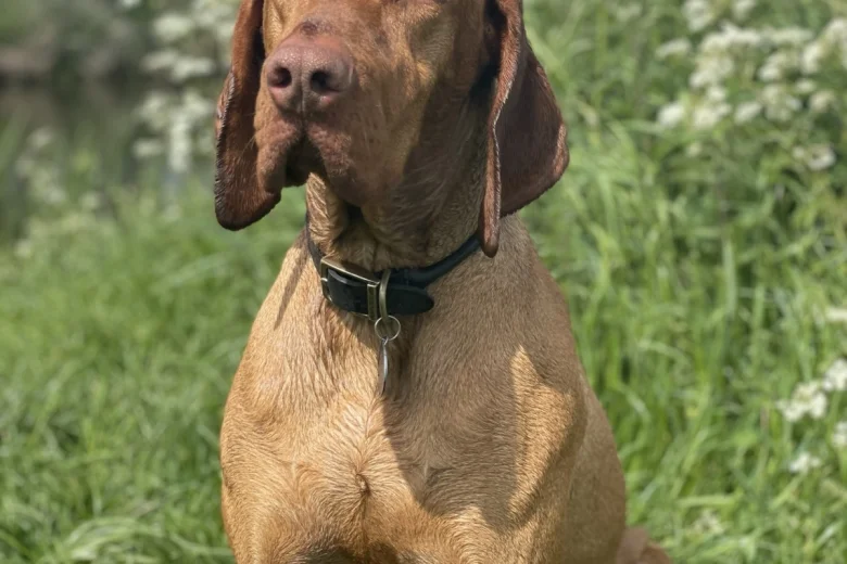 Hungarian Vizsla