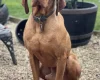 Hungarian Vizsla