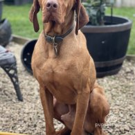 Hungarian Vizsla