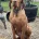 Hungarian Vizsla