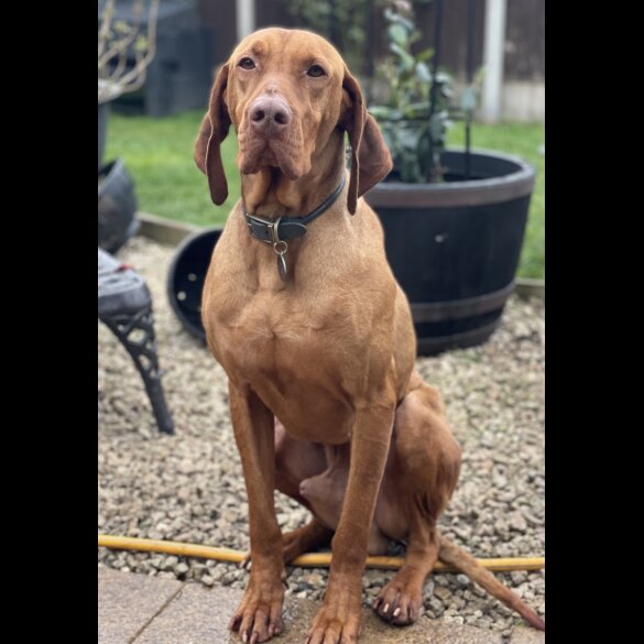 Hungarian Vizsla