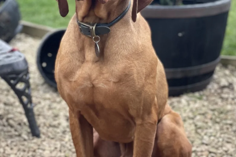 Hungarian Vizsla