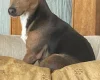 Jack Russell