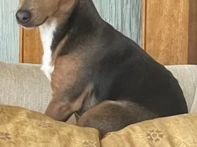 Jack Russell