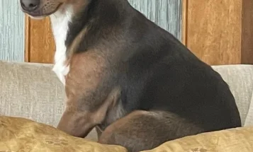 Jack Russell