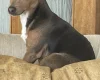 Jack Russell