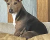 Jack Russell