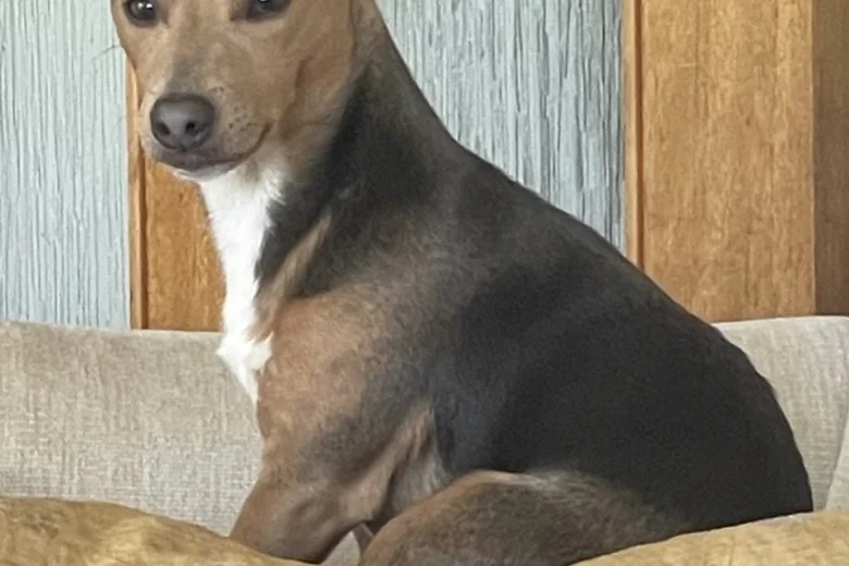 Jack Russell