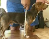Jack Russell