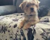 Jack Russell