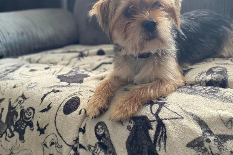 Jack Russell