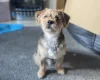 Jack Russell
