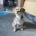 Jack Russell
