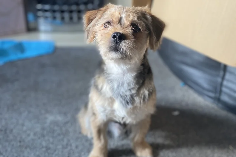 Jack Russell