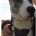 Lurcher - Dogs