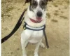 Lurcher - Dogs