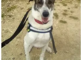 Lurcher - Dogs