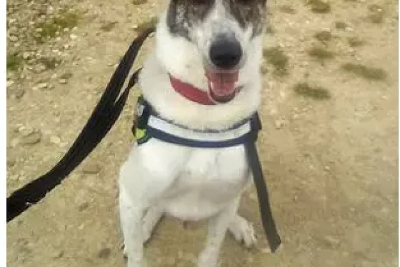 Lurcher - Dogs