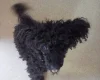 Poodle