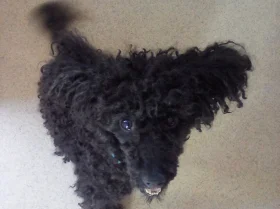 Poodle