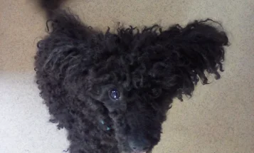 Poodle