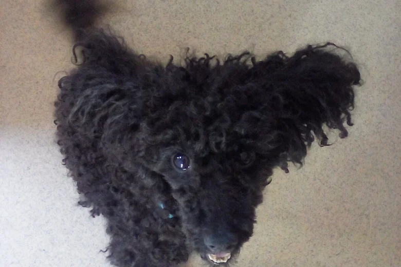 Poodle