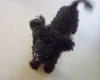 Poodle