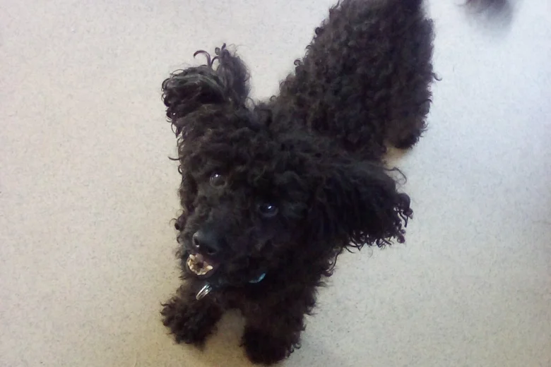 Poodle