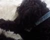 Poodle