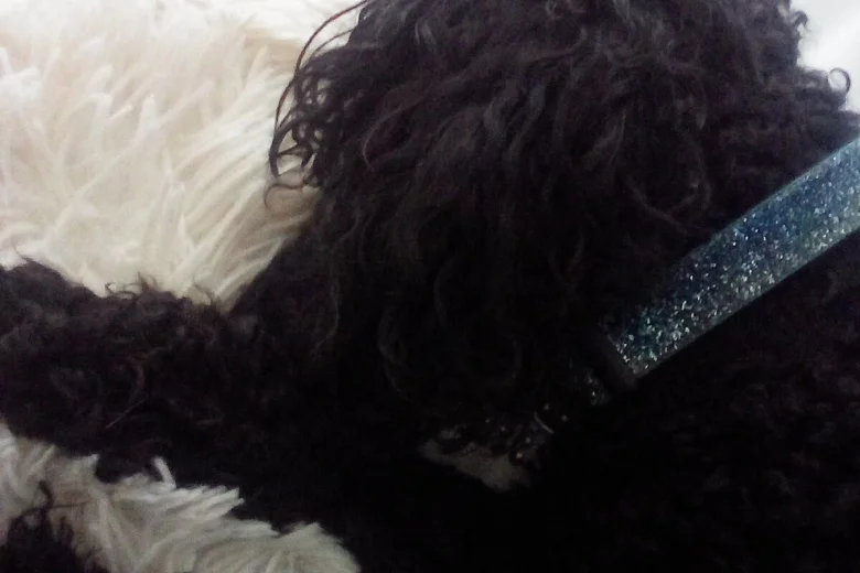 Poodle