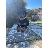 Rottweiler